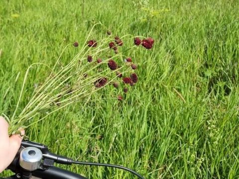 1-komnatnaya-poselok-druzhnyy-kstovskiy-rayon фото